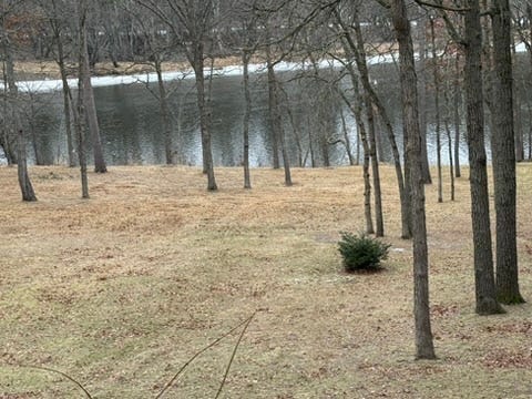 A grassy area with trees and a body of water

Description automatically generated