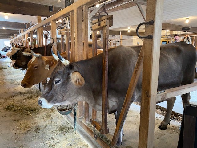 dairy cows lined up in milking stanchions