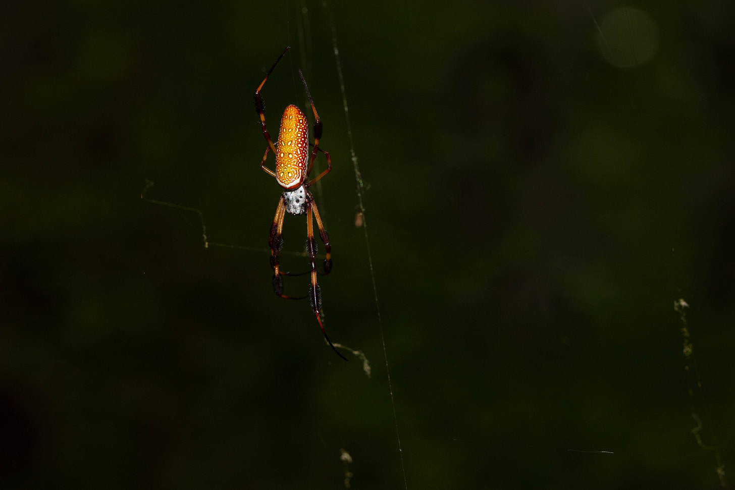 Against a dark background, a large spider hangs in a nearly invisible web. The spider has a long, narrow abdomen, gold spotted with white and somewhat visible in the photo, a dark red (spotted with white) on the side towards the ventral (lower) surface of the abdomen. Red and white border the abdomen where it means the silvery white cephalothorax of the spider. The spider has long legs, gold striped with black fuzzy bands.
