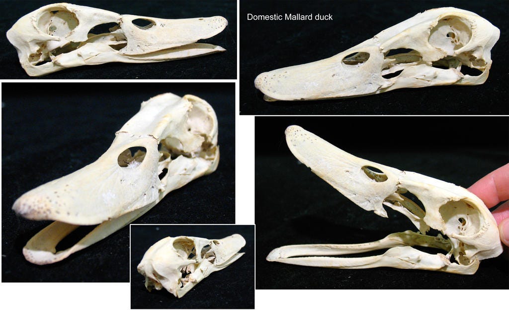 Duck Skull