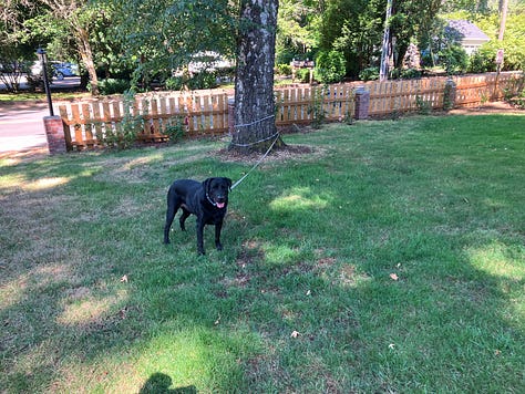 River with Black Labrador dog swimming, walking, fetching, playing, and enjoying life in Oregonblack