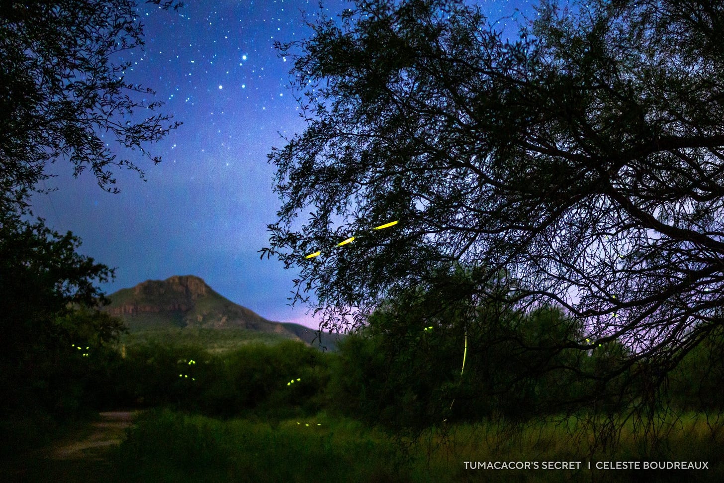 A mountain rises beneath a starry sky in this serene 2025 night sky image, with glowing fireflies flickering among the trees and bushes in the tranquil foreground.