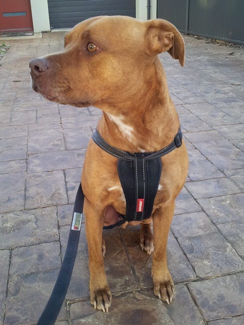 ramone-sept-2015 ramone-sept-2015