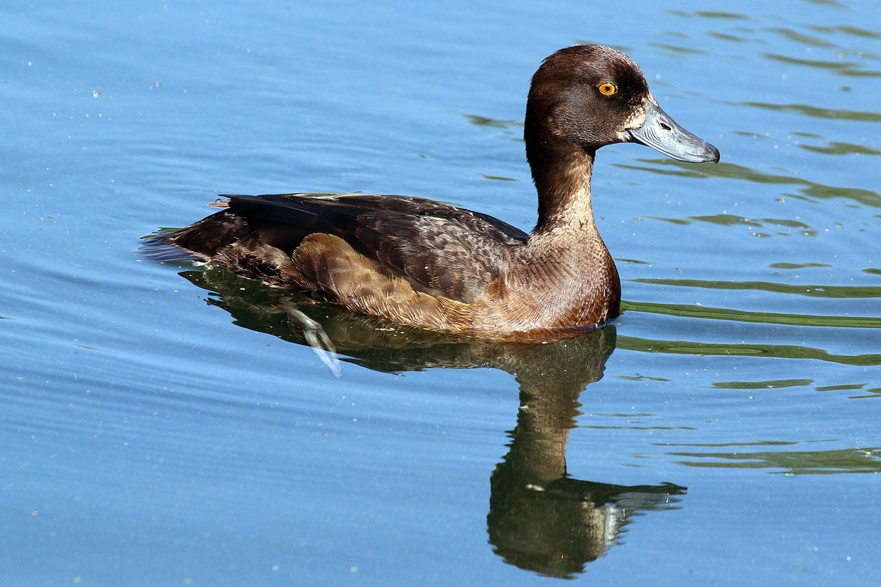 female tufted duck on the water