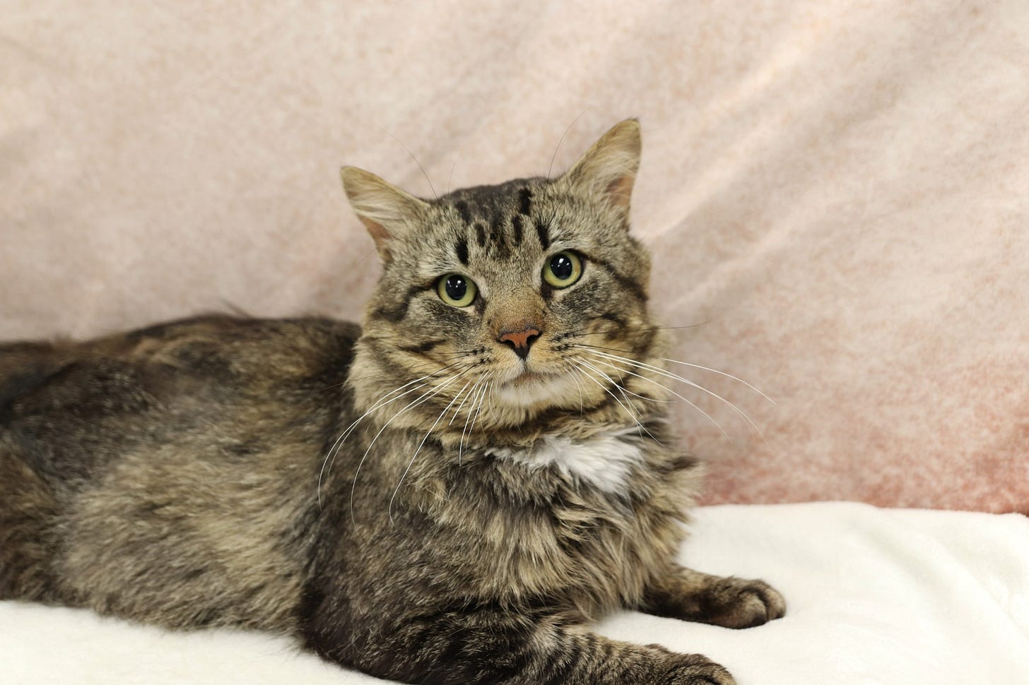 May be an image of cat