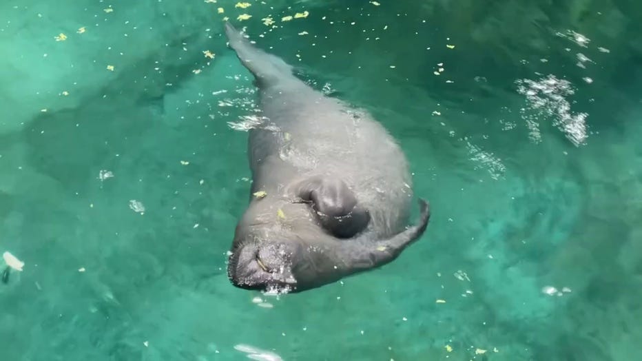 Three Rescued Manatees Recovering at Bishop Museum with Goal of Returning to the Wild