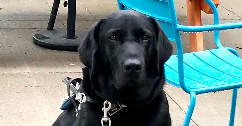A black lab in working harness, this is guide dog Cooper, sitting outside next to a blue chair