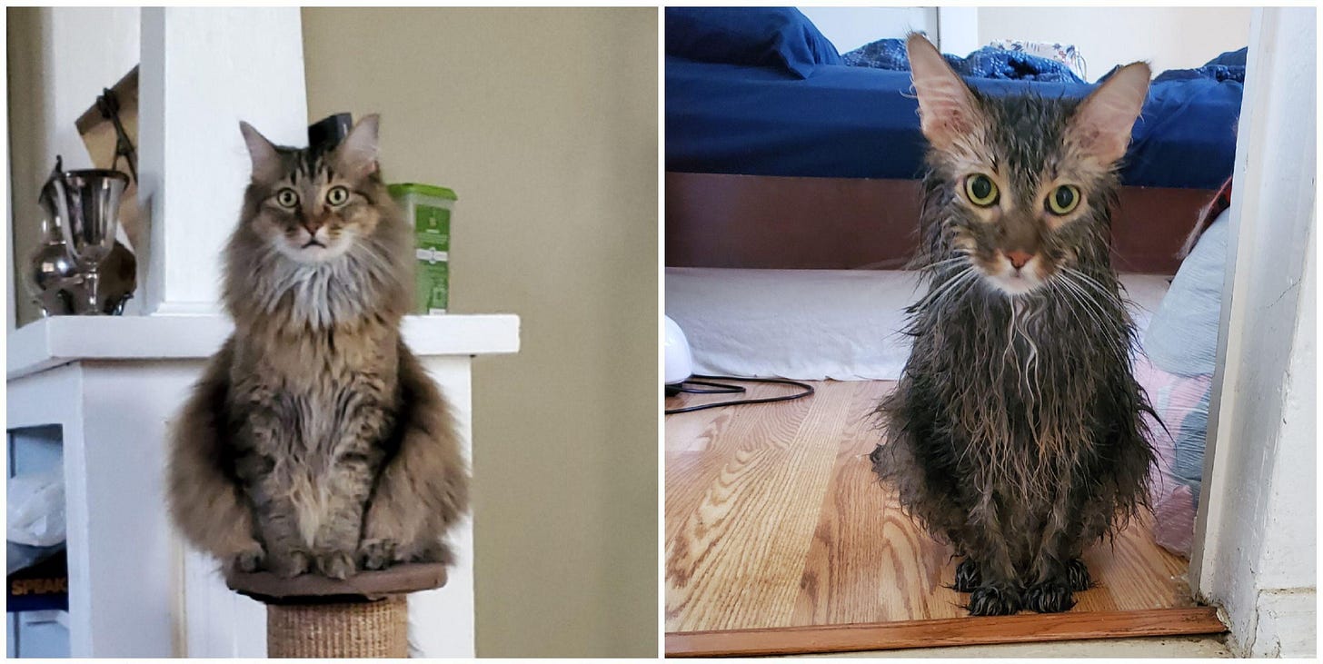 Our 2 cats before and after bath time : r/aww