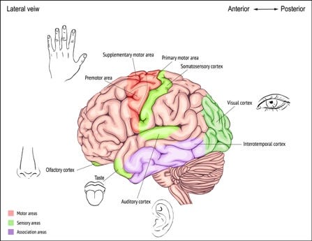 A diagram of the human brain
AI-generated content may be incorrect. A diagram of the human brain
AI-generated content may be incorrect.