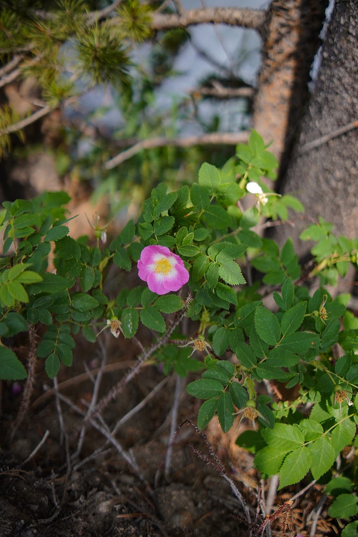 A magenta colored Wild Rose growing right alongside the falls in a crevice between rocks and a Paintbrush Flower