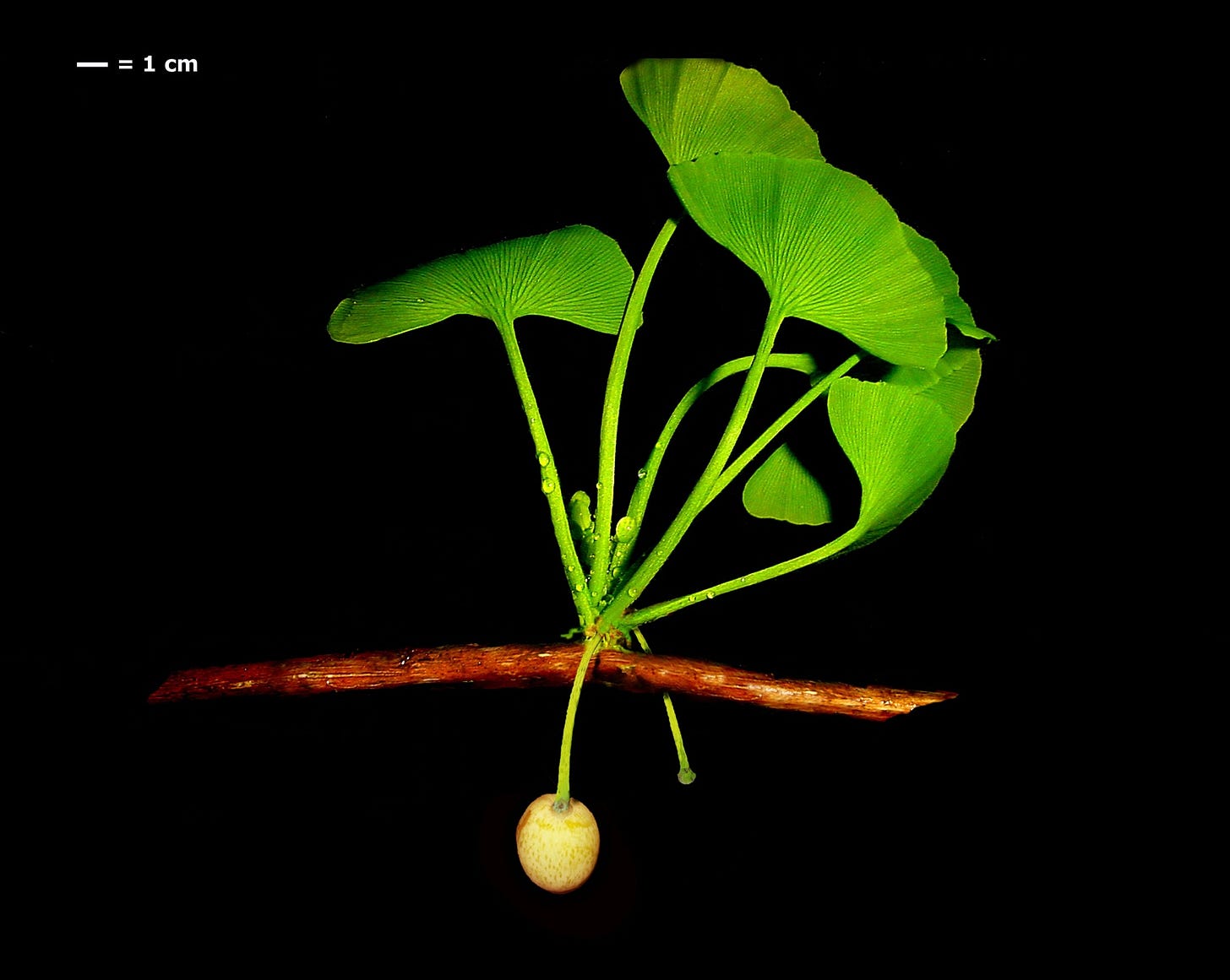 Extant Ginkgo biloba[41]