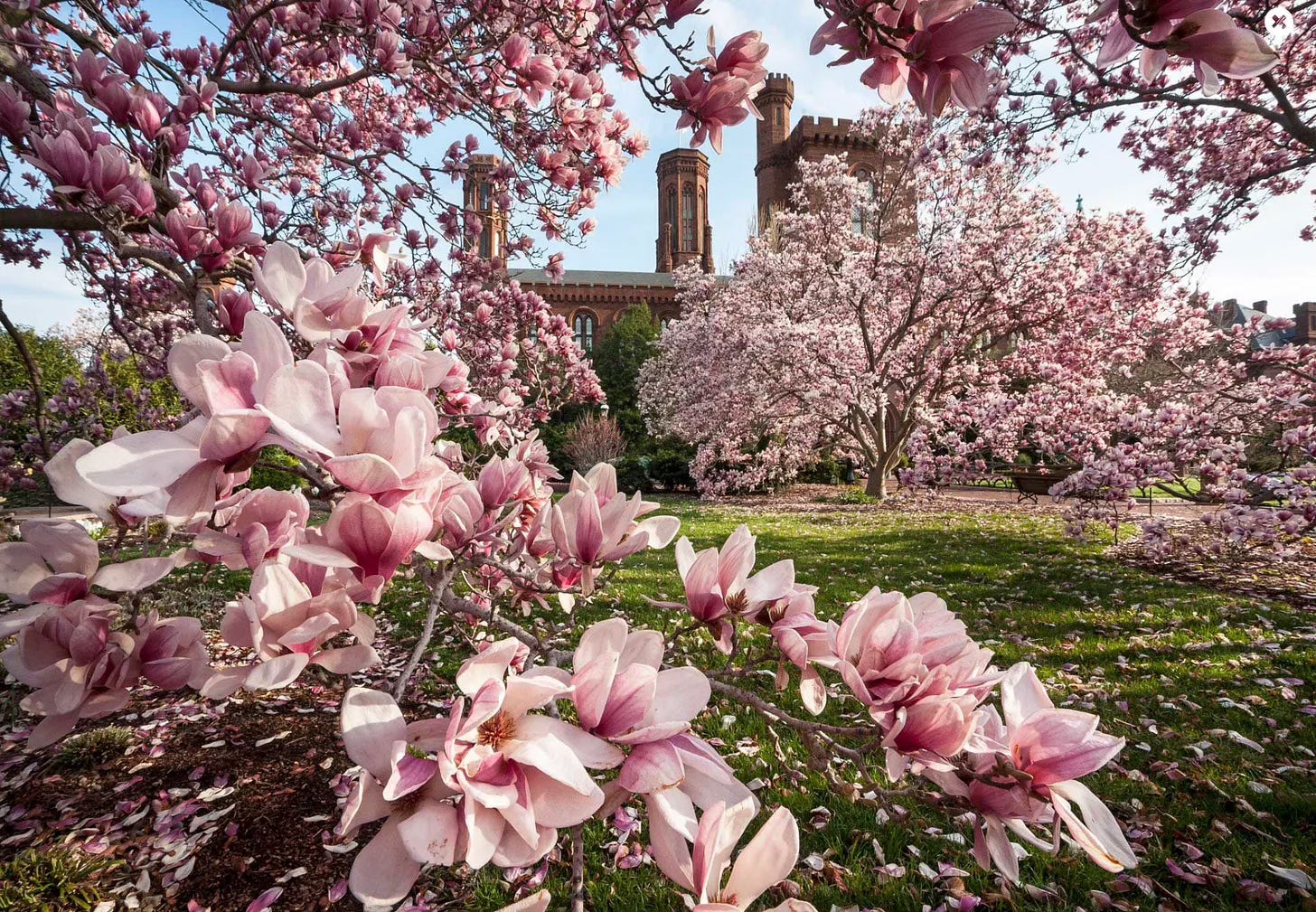 Pink magnolia trees in full spring bloom in a garden with historic red brick building and towers in the background. Pink magnolia trees in full spring bloom in a garden with historic red brick building and towers in the background.