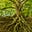 Keepers of the Tree's avatar