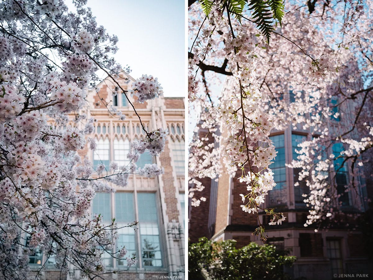 Cherry blossoms at University of Washington