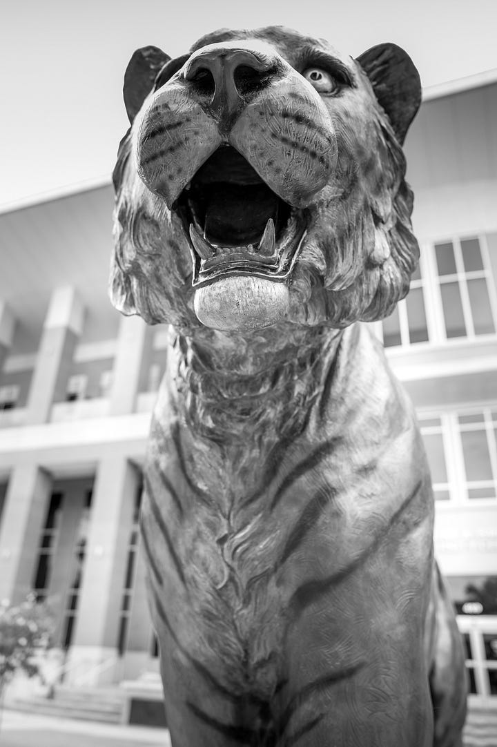 University of Memphis "tigers around town" with paint and image of school fight song