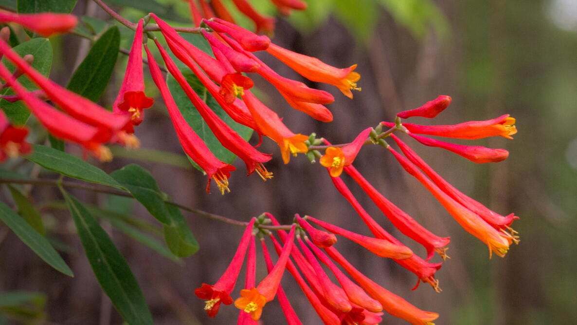 Closeup photo of honeysuckle Closeup photo of honeysuckle