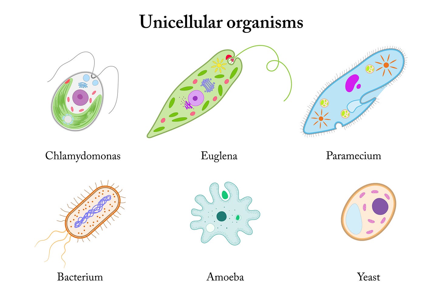 unicellular organism diagram unicellular organism diagram