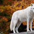 White Wolf's avatar