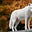 White Wolf's avatar