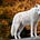 White Wolf's avatar