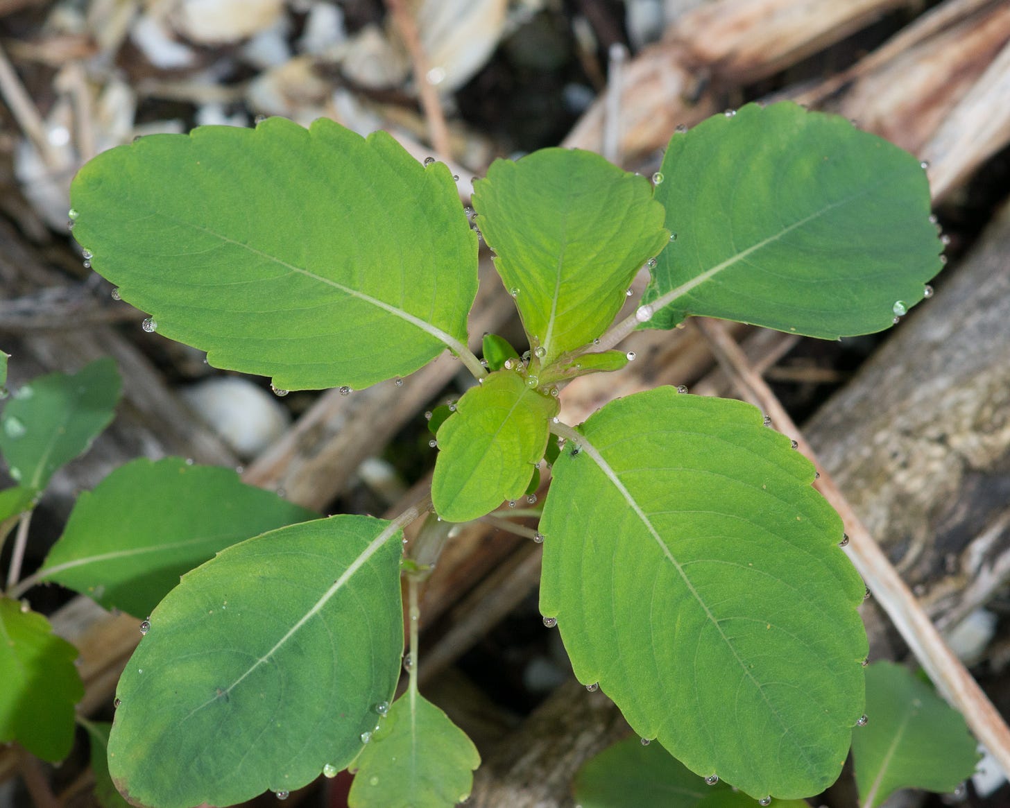 Orange Jewelweed seedling
