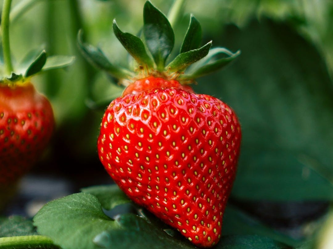 red strawberry fruit on green leaves