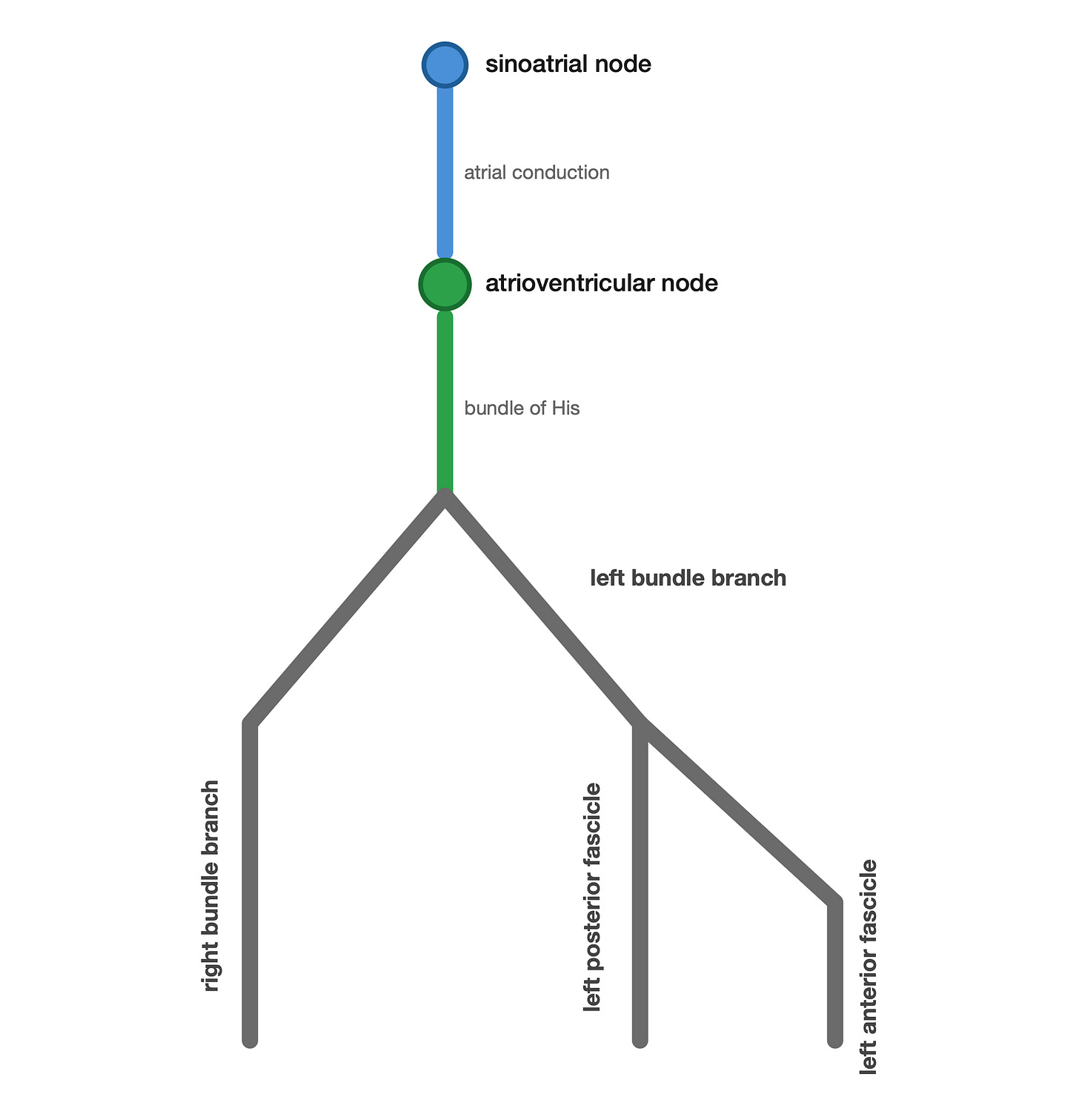 Conduction system schematic: SA node, AV node, bundle of His, then right bundle branch and left bundle branch dividing into left anterior and posterior fascicles