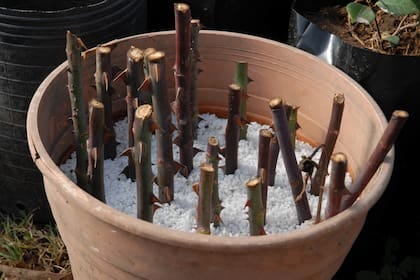 Cómo reproducir tus rosas con estacas - LA NACION