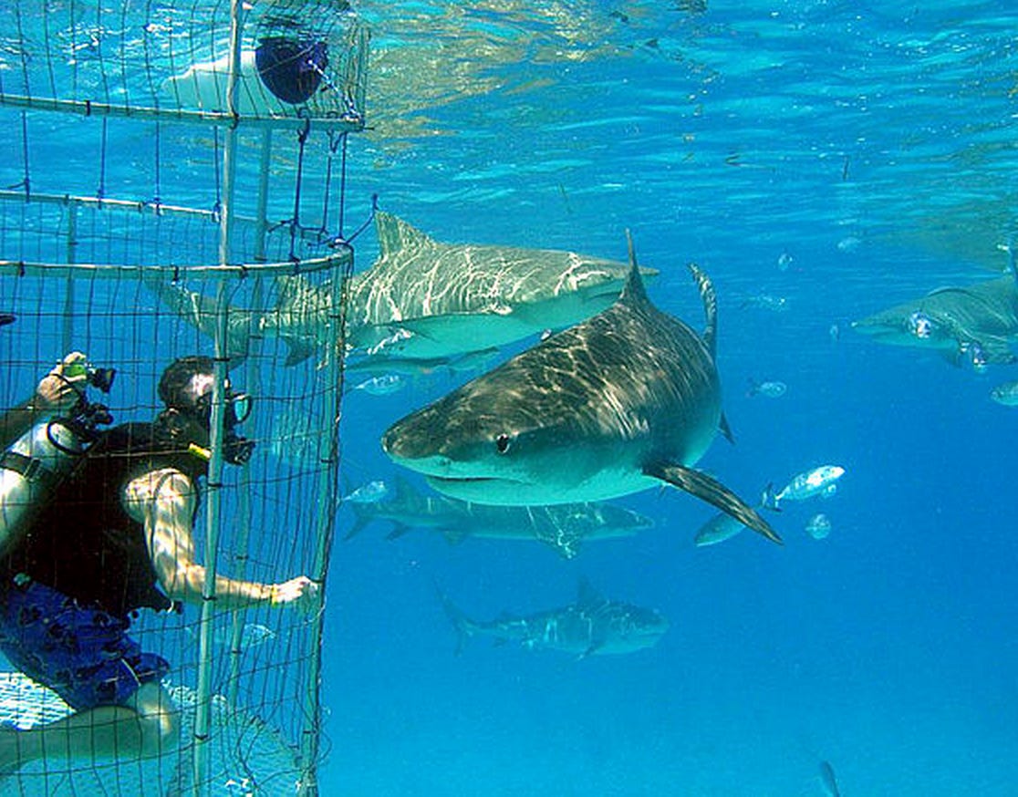 RJ, is that you in the cage?!?! RJ, is that you in the cage?!?!