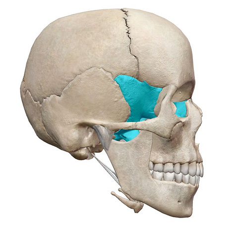 Sphenoid bone, ethmoid bone embodied anatomy, yoga, somatics