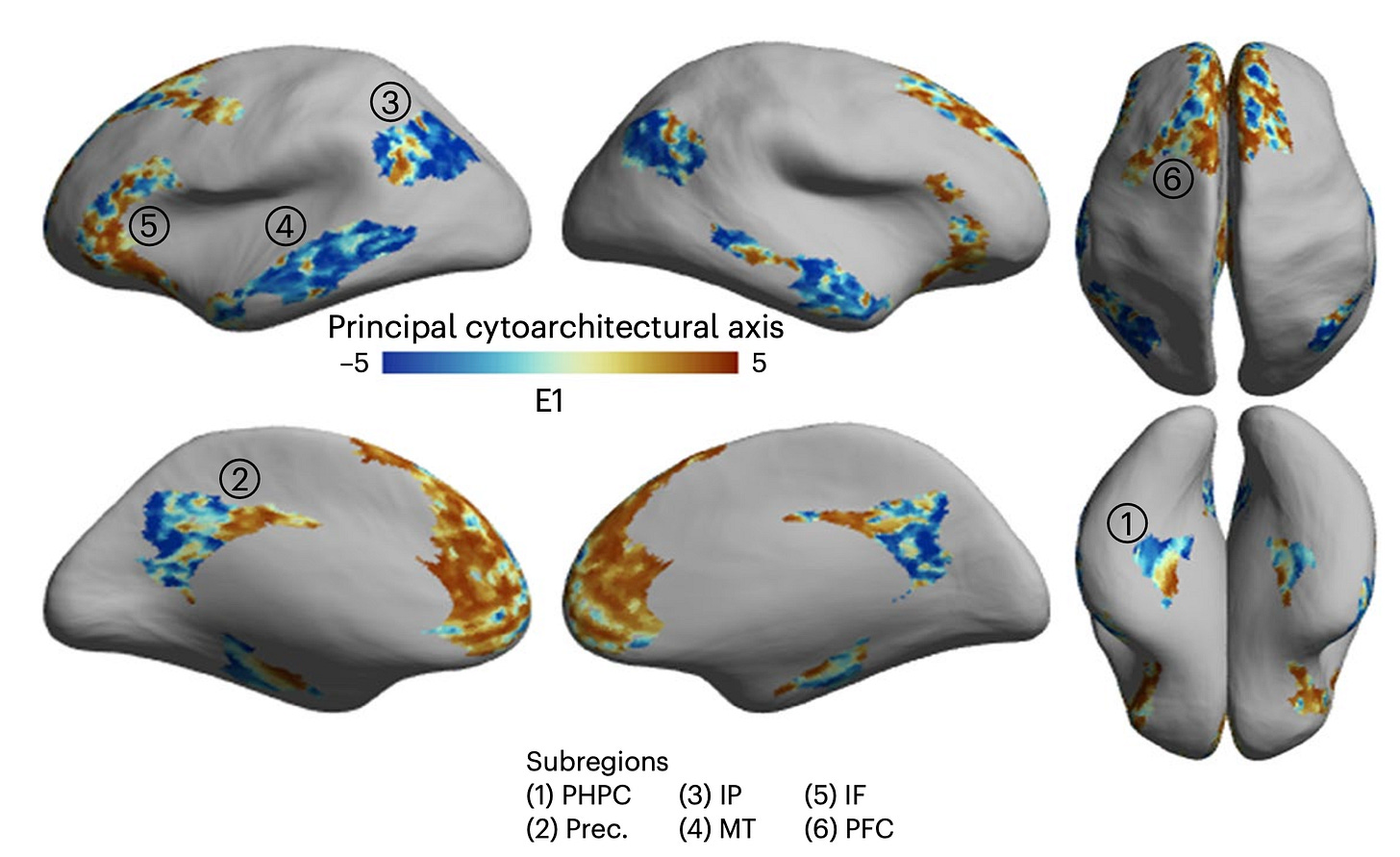 Figure 9. [Paquola et al. (2025)] “Cytoarchitectural differentiation within the DMN. Principal eigenvector (E1) projected onto the inflated BigBrain surface shows the patterns of cytoarchitectural differentiation within the DMN. PHPC, parahippocampus; Prec., precuneus; IP, inferior parietal; MT, middle temporal; IF, inferior frontal; PFC, prefrontal cortex (superior frontal and anterior cingulate cortex).”