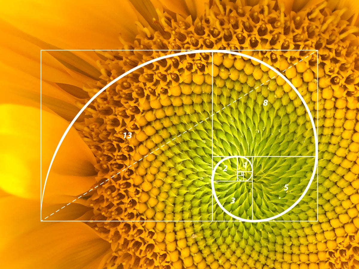 The nature of design: the Fibonacci sequence and the Golden Ratio ... The nature of design: the Fibonacci sequence and the Golden Ratio ...