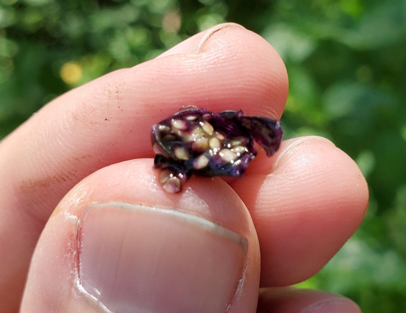 Solanum americanum [cut fruit] 20221123_101141 sml.jpg