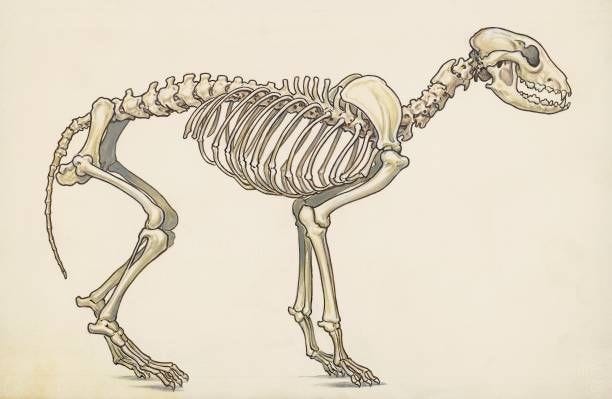 Dog skeleton, lateral view, drawing.