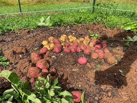 Beet, potatoes, tomatoes and watermelon