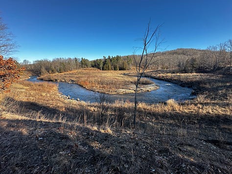 river with native grasses and saplings