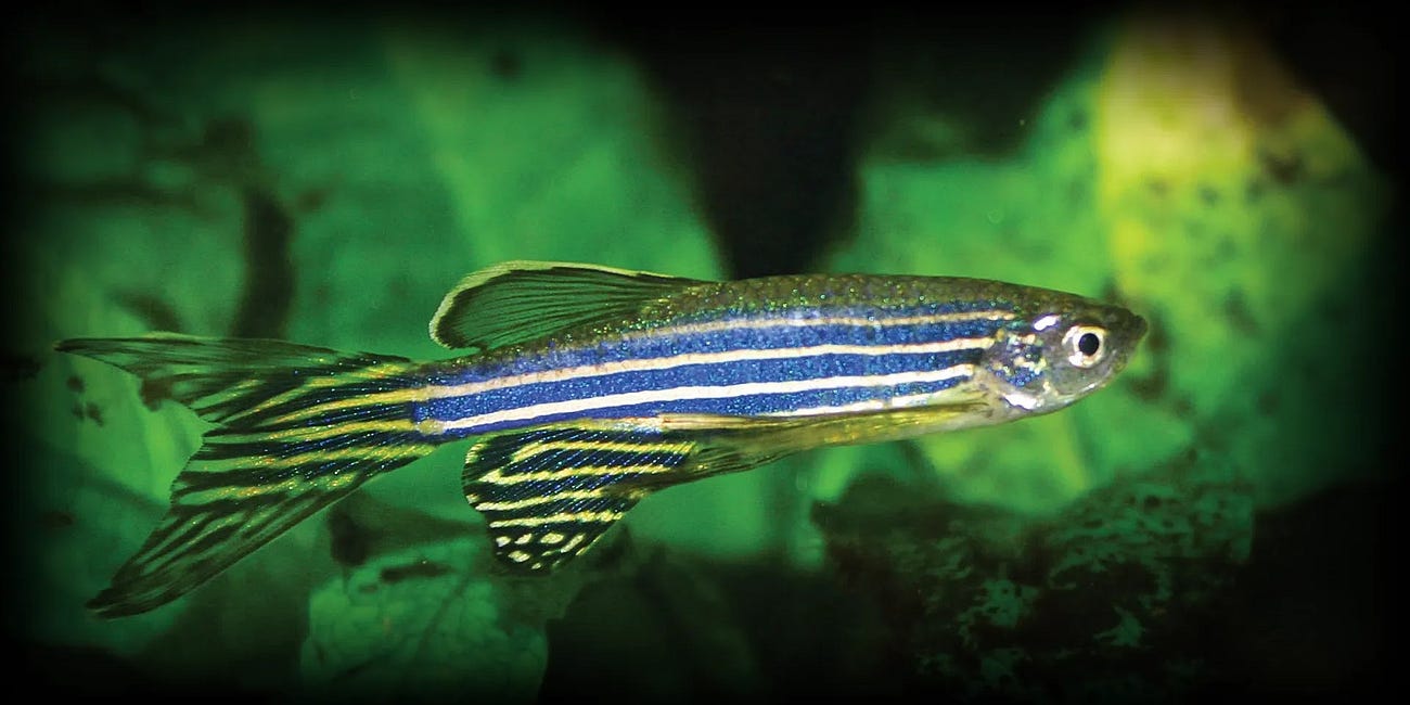Guia Completo sobre o Peixe Paulistinha (Danio rerio)