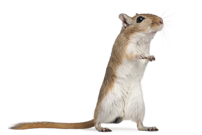 A gerbil, brownish, standing against a white background, but not looking particularly any more demented than a normal gerbil