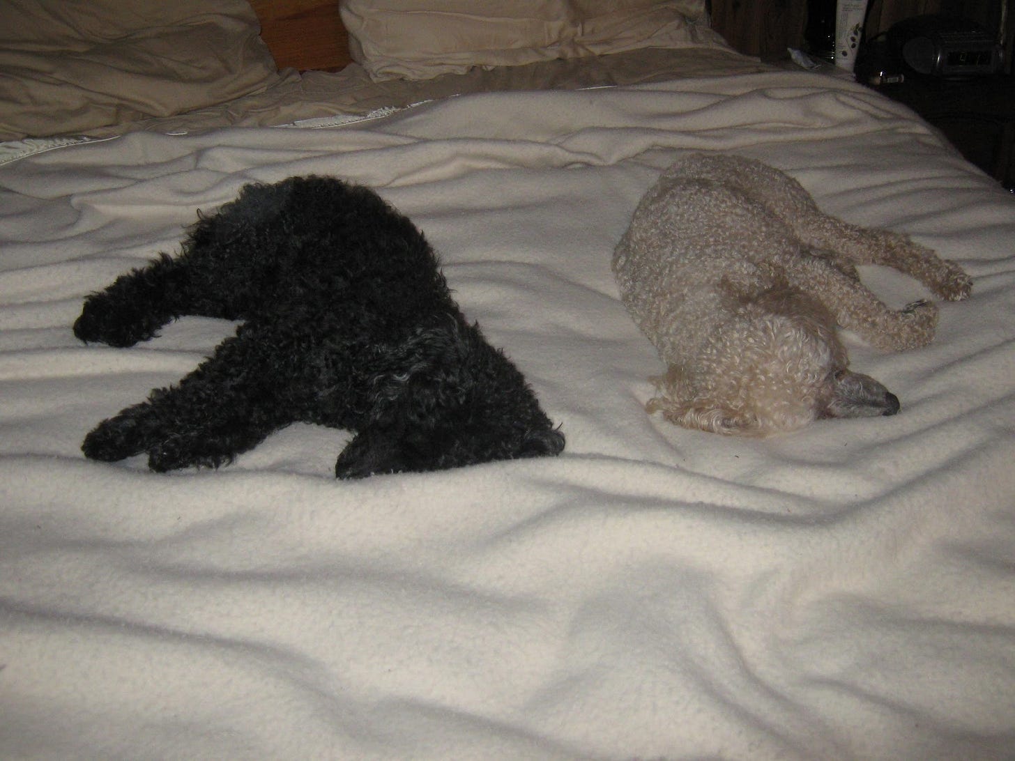 2009 Lucky and Porter on the Bed