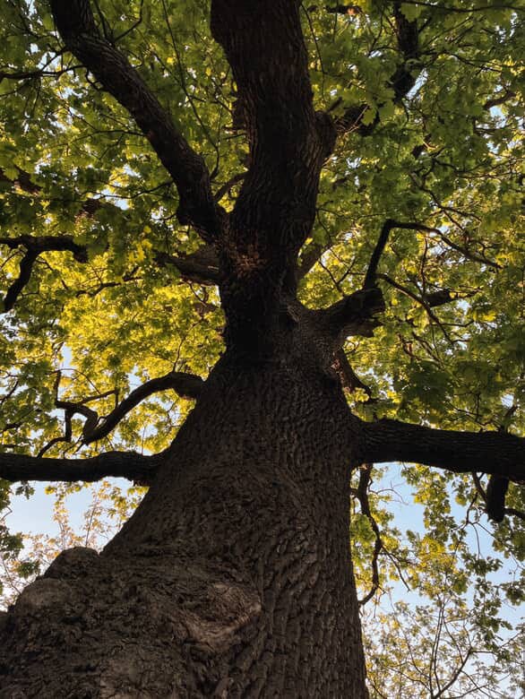 1) An ant’s eye view of a thick tree trunk & sunlit leaves. 2) A dirt path leading into a shadowed forest. 3) A stone path among trees & grassy areas. 4) A large tree reaching into a bright blue sky.