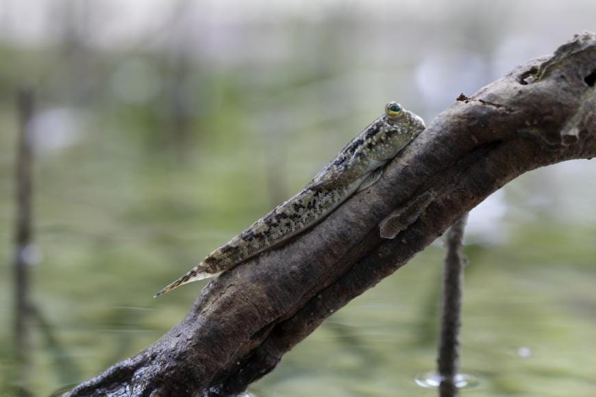mudskipper in a tree