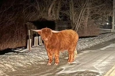 'Waldo' the Scottish highland bull on the loose in Connecticut