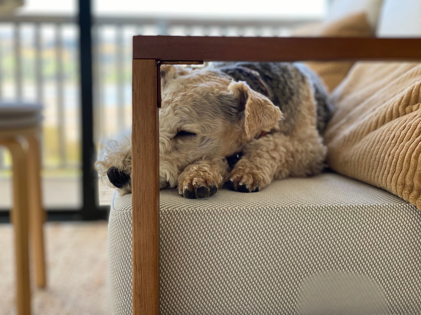 Nutmeg asleep on the couch