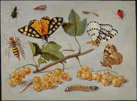 A small dark panel scattered with precisely painted butterflies, moths and beetles A small dark panel scattered with precisely painted butterflies, moths and beetles