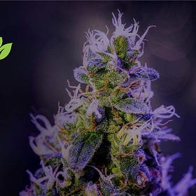 Prime Microcaps Conference: Cannara Biotech Inc. (TSX:LOVE)