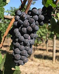 chehalem_pinot_noir_grapes