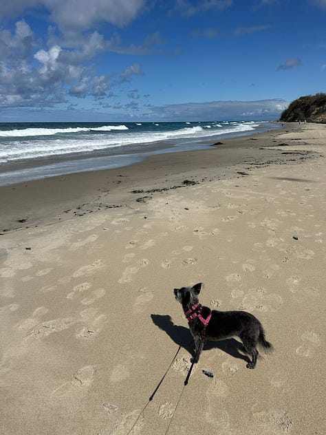 Two photographs of the Pacific Ocean at sunset, plus one of Trixie looking back along the cliff-lined beach
