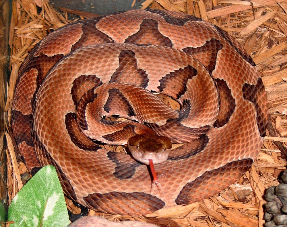 Agkistrodon_contortrix_contortrix_CDC-a.png Agkistrodon_contortrix_contortrix_CDC-a.png