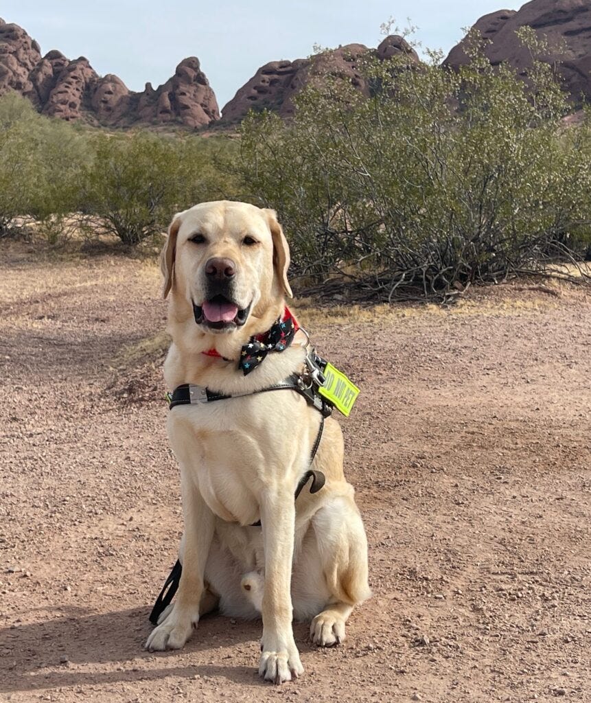 Donald is Top Dog: Fort Myers Labrador guides his blind Army vet handler to freedom and fame as a finalist for America’s 2025 Hero Dog Award.