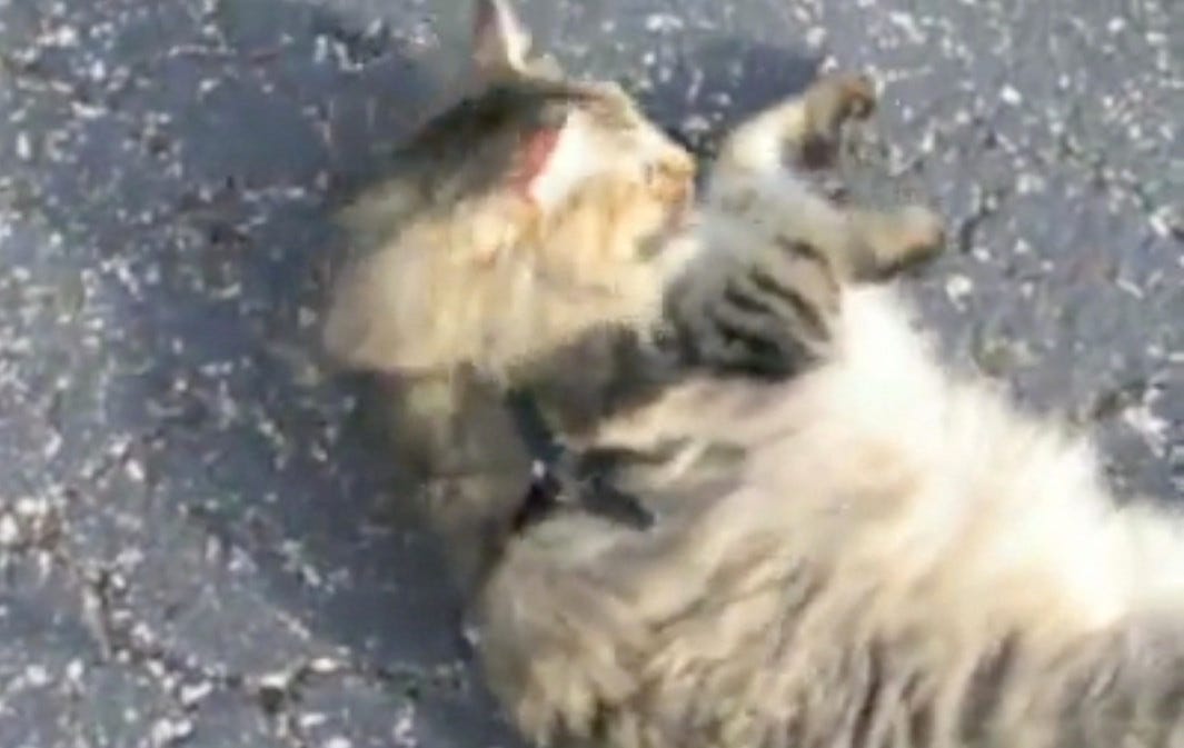 Chase Cat Wars Chase Cat Wars